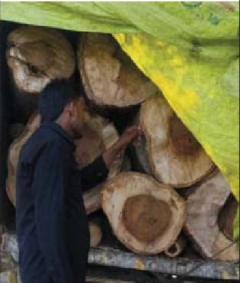लकड़ी से लदी मैक्स पकड़ने के बाद भी नहीं थम रहा हरे पेड़ों का कटान