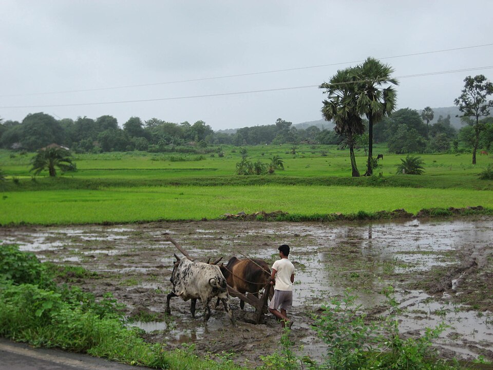 अंबाला मंडी पहुंचे हरियाणा के कृषि मंत्री, धान की पूरी खरीद का भरोसा